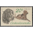 2042 - Irsk&yacute; setter