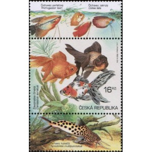 0367 KH+KD - Akvarijn&iacute; rybičky: Z&aacute;vojnatka č&iacute;nsk&aacute;