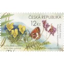 0439 - Krkono&scaron;e: Kopy&scaron;n&iacute;k tmav&yacute; a Violka žlut&aacute; sudetsk&aacute;