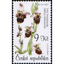 0525 - Tořič čmel&aacute;kovit&yacute;