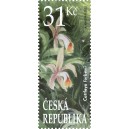 1308 - Cattleya forbesi