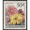 2445 - Gerbera jamesonii