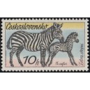 2221 - Zebra Burchelova