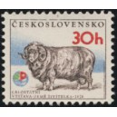 2212 - Plemenný beran - stavropolské merino
