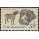 2043 - Český fousek - bělouš