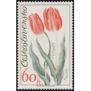 2036 - Tulipán