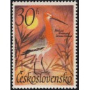 1587 - Břehouš černoocasý