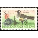 1474 - Kulík hnědý