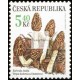 Kačenka česká - vzácné houby