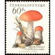1020 - Křemenáč březový