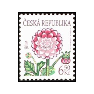 0379 - Krása květů - jiřina