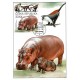 CM136 - ZOO Ostrava: hroch obojživelný a kočkodan Dianin