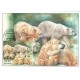 CM130 – ZOO Brno: Medvěd lední﻿﻿