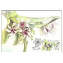 CM085 - Orchidej Dendrobium peguanum