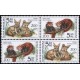0300-0301 (4blok) - Zvířata v ZOO: Fenek + Panda
