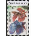 0365 - Bojovnice pestrá