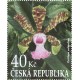1311 - Cattleya aclandiae