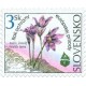 Koniklec slovenský (Pulsatilla slavica﻿)