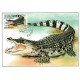 CM139 - ZOO Protivín: krokodýl filipínský
