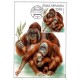 CM134 - ZOO Ústí nad Labem: orangutan bornejský