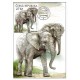 CM135 - ZOO Zlín: slon africký
